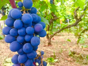 Close-up of grapes in vineyard