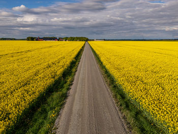 Road going through a rapeseed field