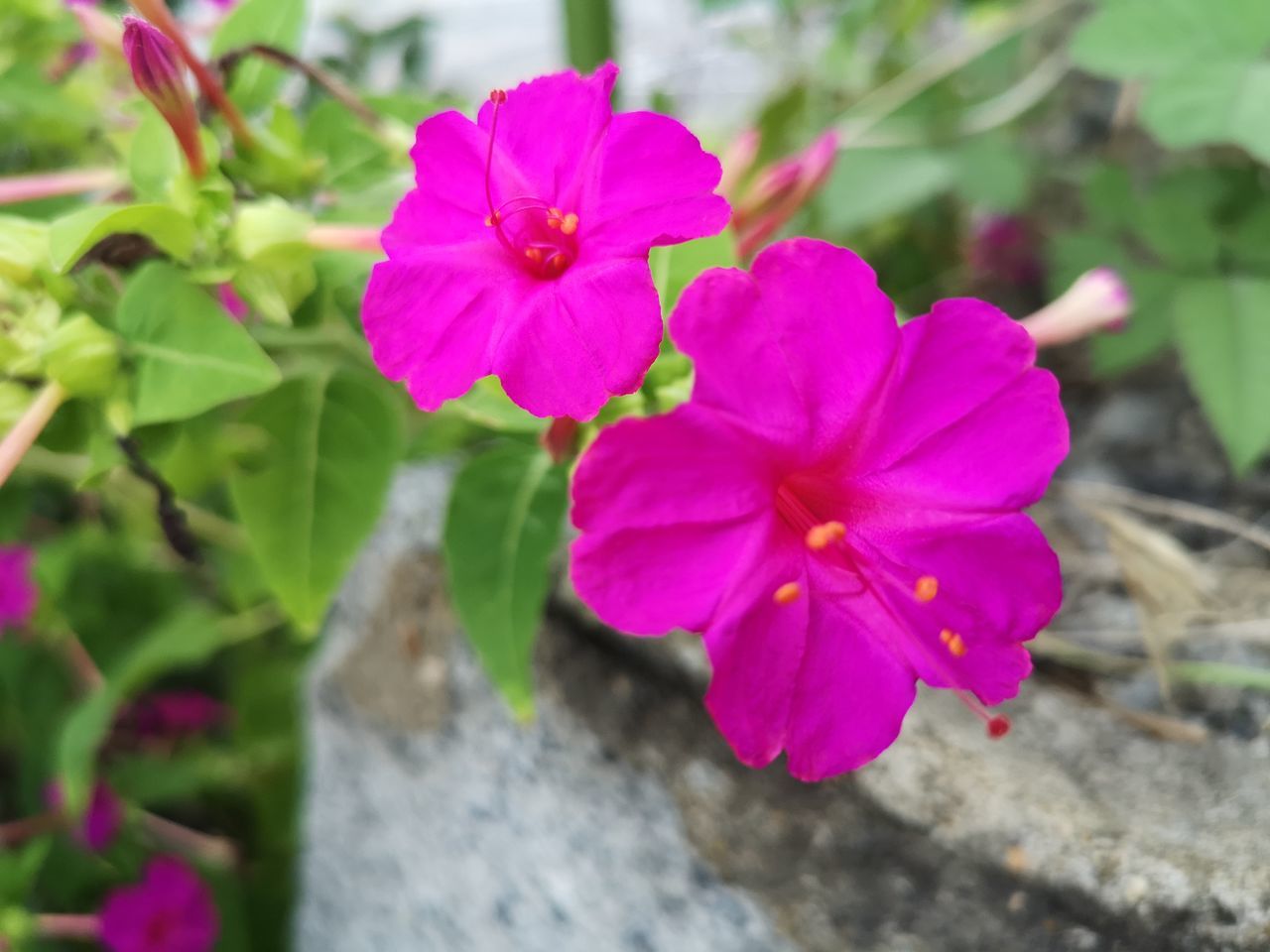 CLOSE-UP OF PINK FLOWERS