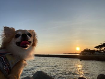 Dog looking at sea against sky during sunset