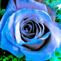 Close-up of blue rose blooming outdoors