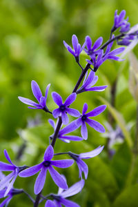 Close-up of purple flowering plant