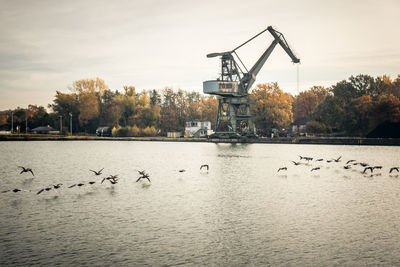 Birds in a lake, old crane