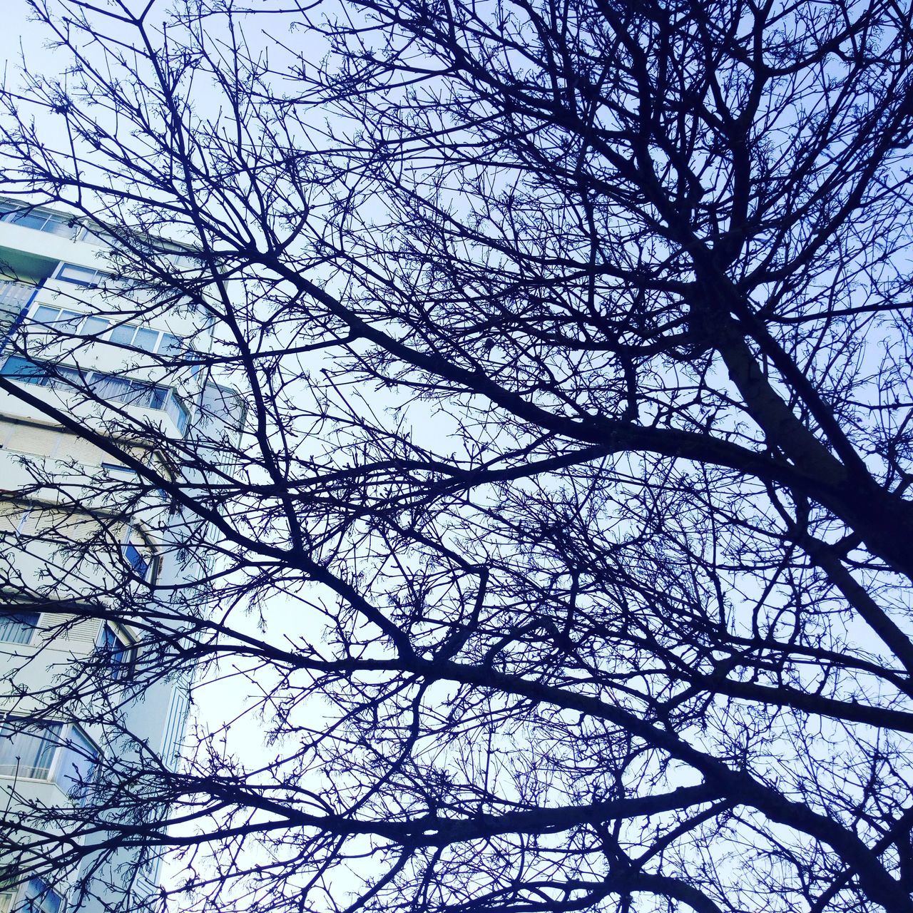 LOW ANGLE VIEW OF SILHOUETTE BARE TREE AGAINST SKY