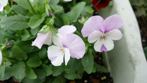 Close-up of white flowers blooming outdoors