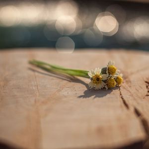 Close-up of flowering plant on table