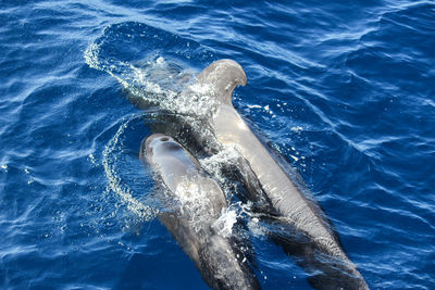 Pilot whales globicephala melas in the atlantic ocean at canary island tenerife