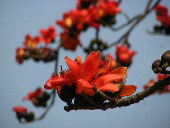 Flowers and plants have spiritual healing powers that can help people