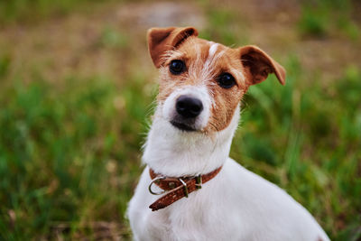 Dog on the grass in a summer day. jack russel terrier puppy looks at camera