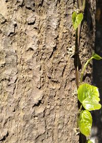 Close-up of tree trunk