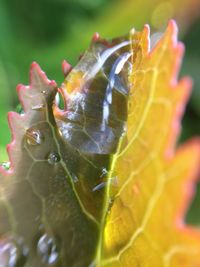 Close-up of insect on leaf