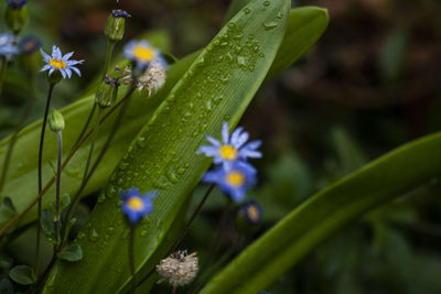 Close-up of purple flowering plant