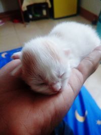 Close-up of hand holding kitten