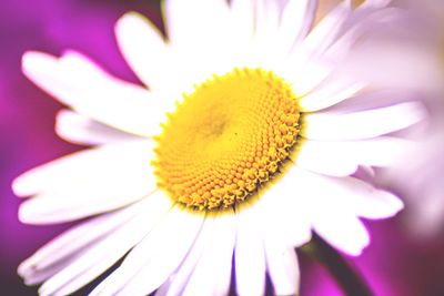 Close-up of purple flower blooming outdoors