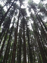 Low angle view of bamboo trees in forest