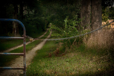 Narrow pathway along trees