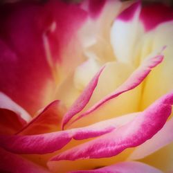 Close-up of pink flower blooming outdoors