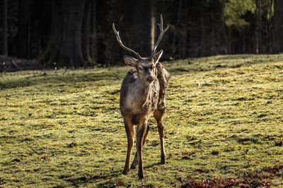 Deer standing on field