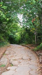 Footpath amidst trees in forest