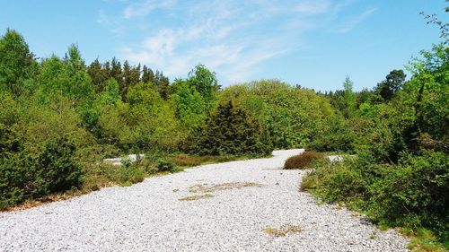 Plants growing on footpath by road against sky