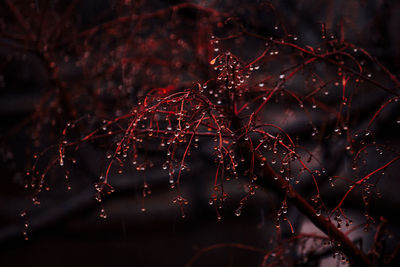 Close-up of wet tree during rainy season