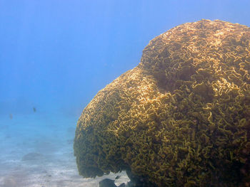 Close-up of coral in sea against clear blue sky