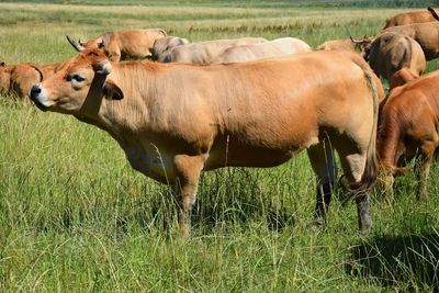 Cows standing in field