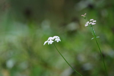 Close-up of white flowering plant