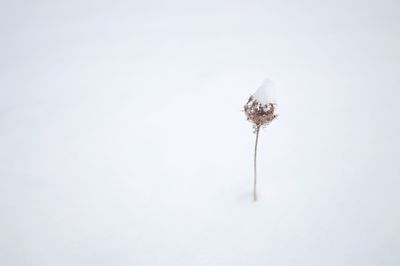 Close-up of flower over white background