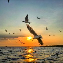 Birds flying over sea against sky during sunset