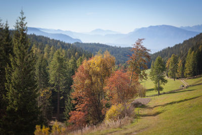 Scenic view of forest against sky