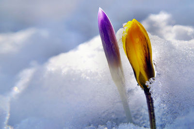 Close-up of snow on yellow flower against sky