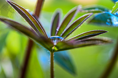Close-up of dew drops on plant