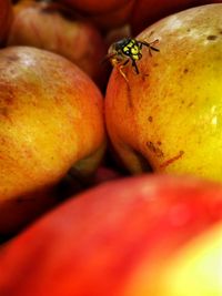 Close-up of ladybug on fruit