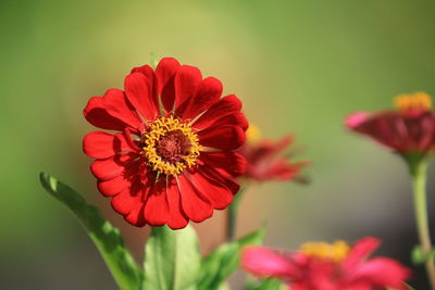 Close-up of red flower