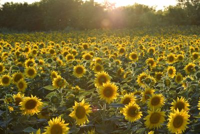 Scenic view of sunflower field