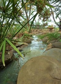 Stream flowing through a forest