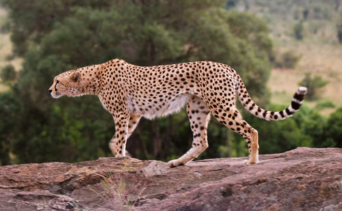 Side view of a wild animal  on rock