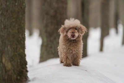 Portrait of dog standing outdoors