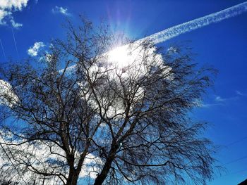 Low angle view of trees against blue sky