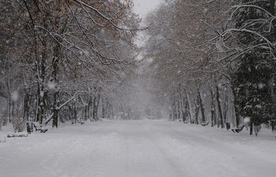 Snow covered trees in winter