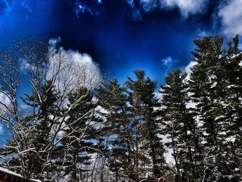 Low angle view of trees against sky