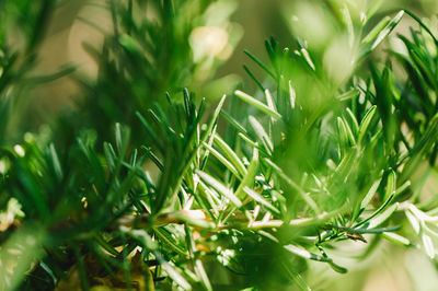 Close-up of plants