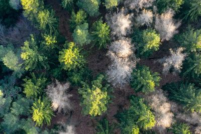 High angle view of flowering plants and trees in forest