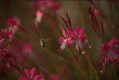 Close-up of bee pollinating on pink flower