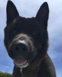 Close-up portrait of dog