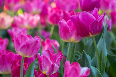 Close-up of pink tulips