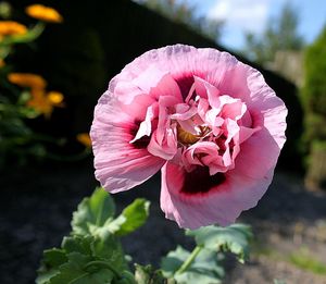 Close-up of pink flower blooming outdoors