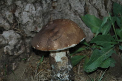 Close-up of mushroom growing on rock