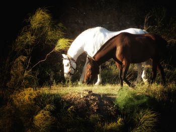 Horse grazing in a field